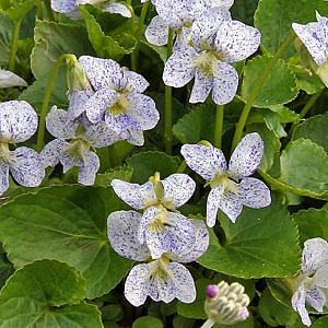 Viola sororia 'Freckles' GM P9