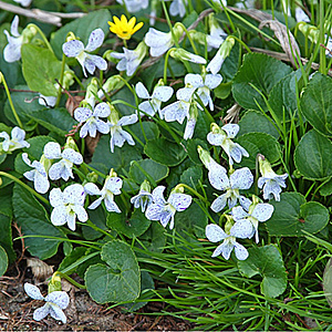 Viola sororia 'Freckles' GM P9