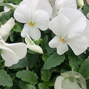 Viola (C) 'White Perfection' GM P9