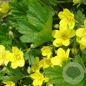 Waldsteinia geoides GM P9