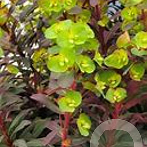 Euphorbia amygdaloides 'Walbertons Ruby Glow' GM P9