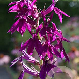 Lobelia 'Hadspen Purple' GM P9