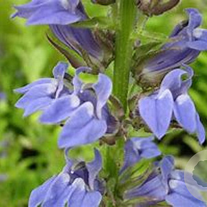 Lobelia siphilitica 'Blue Selection' GM P9