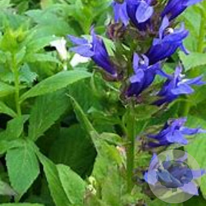Lobelia siphilitica 'Blaue Auslese' GM P9