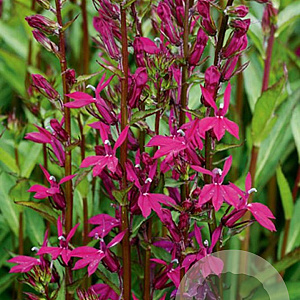 Lobelia 'Tania' GM P9