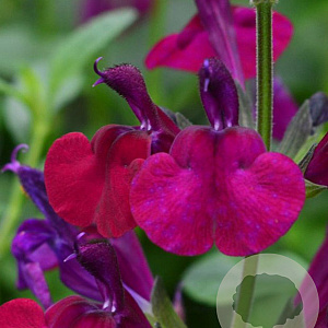 Salvia 'Maroon' GM P9