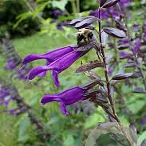 Salvia 'Amistad' GM P9