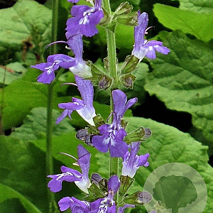 Salvia forskaohlei GM P9
