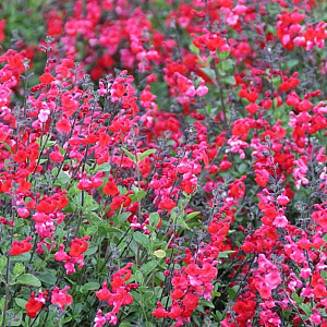 Salvia greggii GM P9