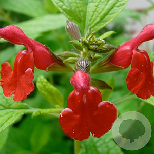 Salvia microphylla GM P9