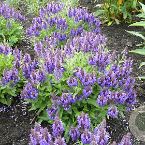 Salvia nemorosa 'Heumanarc' GM P9