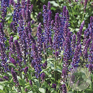 Salvia nemorosa 'New Dimension Blue' GM P9