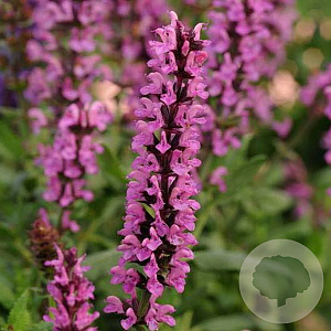 Salvia nemorosa 'New Dimension Rose' GM P9