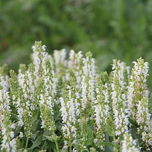 Salvia nemorosa 'Sensation Medium White' GM P9