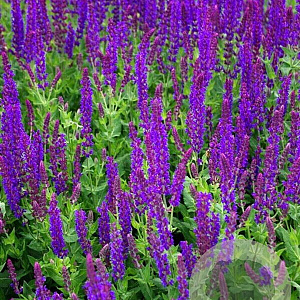 Salvia nemorosa 'Superba' GM P9