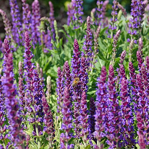 Salvia nemorosa 'Taenzerin' GM P9