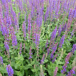 SALVIA NEMOROSA 'TÄNZERIN' GM P9