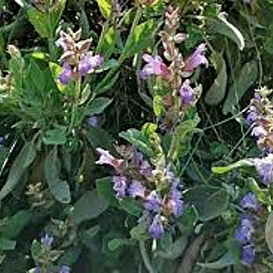 Salvia officinalis GM P9