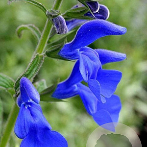 Salvia patens 'Dark Blue' GM P9