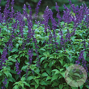Salvia pratensis 'Indigo Spires' GM P9