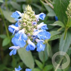 Salvia uliginosa GM P9