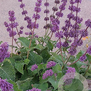 Salvia verticillata GM P9