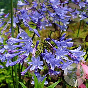 Agapanthus 'Blue Triumphator' GM P9