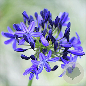 Agapanthus 'Midnight Star' GM P9