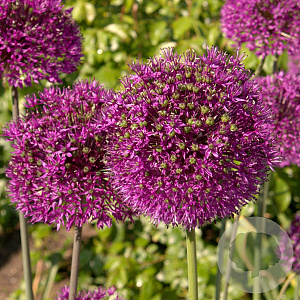 Allium aflatunense GM P9