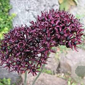 Allium atropurpureum GM P9