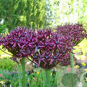 Allium atropurpureum GM P9