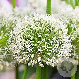 Allium hirtifolium 'Album' GM P9