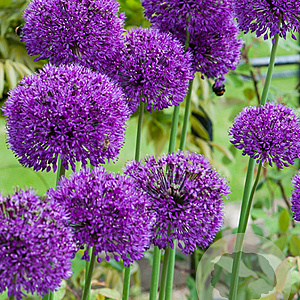 Allium 'Purple Sensation' GM P9