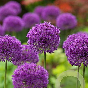 Allium 'Purple Sensation' GM P9