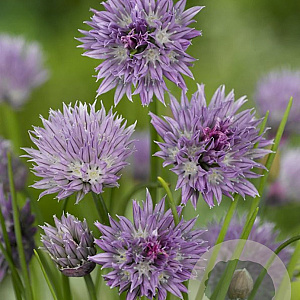 Allium schoenoprasum GM P9