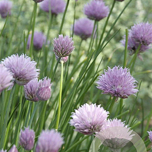 Allium schoenoprasum GM P9