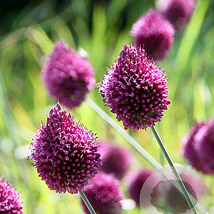 Allium sphaerocephalon GM P9