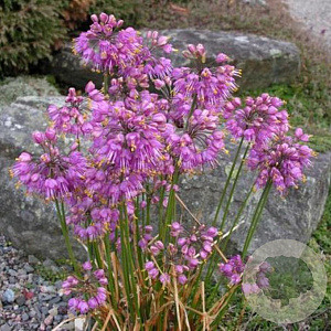 Allium thunbergii GM P9
