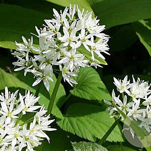 Allium ursinum GM P9