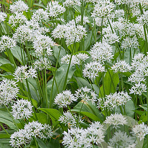 Allium ursinum GM P9