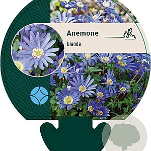 Anemone blanda GM P9