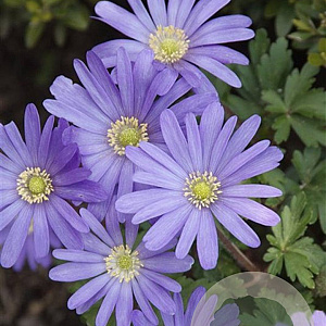 Anemone blanda GM P9