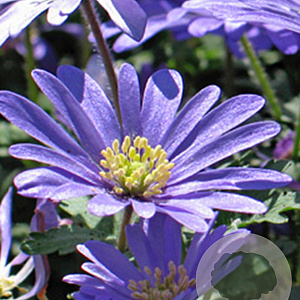 Anemone blanda 'Blue Shades' GM P9