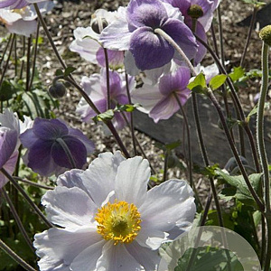 Anemone Dreaming Swan GM P9