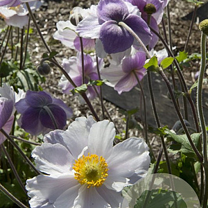 Anemone Dreaming Swan GM P9