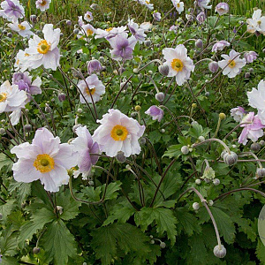 Anemone Dreaming Swan GM P9