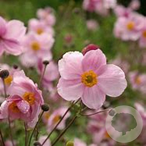 Anemone hupehensis GM P9
