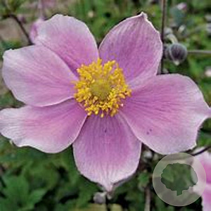 Anemone hupehensis japonica GM P9