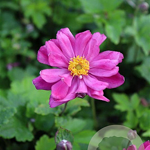 Anemone h. 'Prinz Heinrich' GM P9