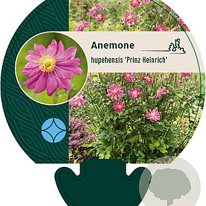 Anemone h. 'Prinz Heinrich' GM P9